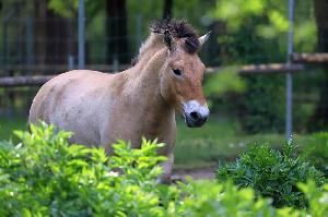 Zoo Karlsruhe steigt wieder in Zucht bedrohter Urwildpferde ein