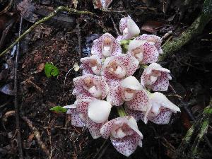 Wie der Wilhelma-Besuch Bergregenwald rettet