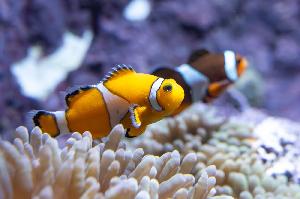 Wilde Wochenenden entführen in die Welt unter Wasser