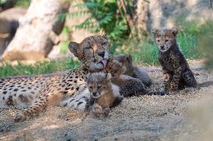 Zoo Basel: Sechslinge bei den Geparden