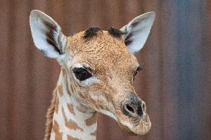 Zoo Basel: Nachwuchs bei den Kordofan-Giraffen