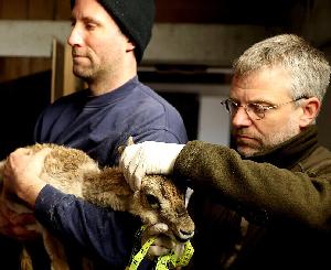 „Wiederansiedlungsvorhaben im Kaukasus am Beispiel Wisent und Kropfgazelle“
