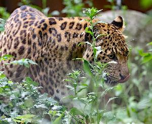 Chinaleopard im Zoo Karlsruhe gestorben